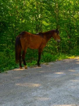 The horse on the road Stock Photos