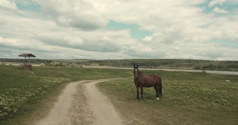 Horse roaming. Landscape of a typical eastern european village. Stock Footage 131734757