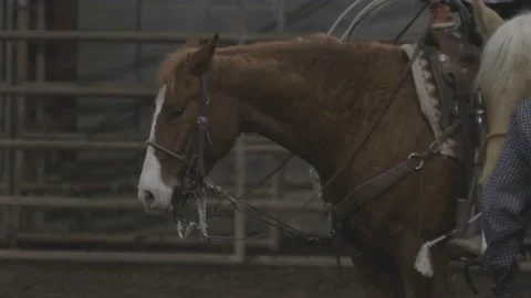 Horse at rodeo Stock Footage 199321318