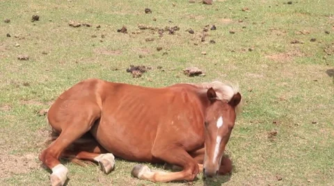 Horse rolling around upside down in the grass in a pasture. Stock Footage 40541373