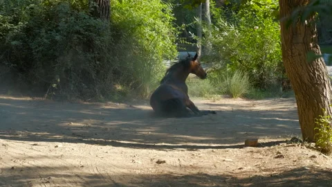 Horse rolling in the dust and getting up Stock Footage 318641320