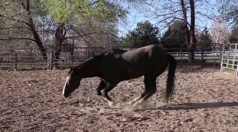 Horse rolling in the dust. Stock Footage 55075363