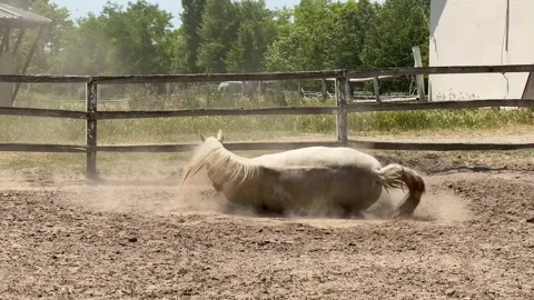 Horse Rolling in Dust Stock Footage 312945696