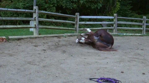 Horse Rolling Vidéo 42068666
