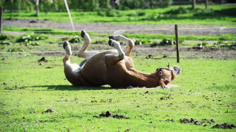 Horse rolling on the ground Stock Footage 45074149