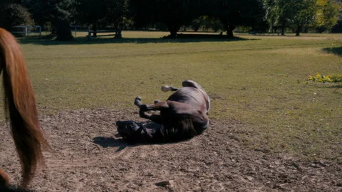 Horse rolling at the ground Stock Footage 163471102