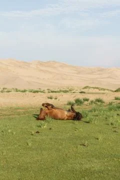 Horse rolling on ground in Gobi desert, Mongolia. Stock Photos