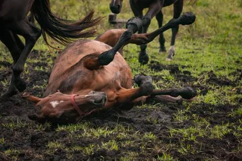 Horse rolling in the mud in an open grass field Stock Photos