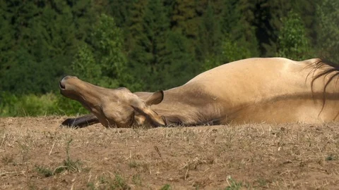 Horse rolling on a sand Stock Footage 113270302