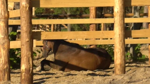 Horse rolling in sand in it’s paddock Stock Footage 110706421