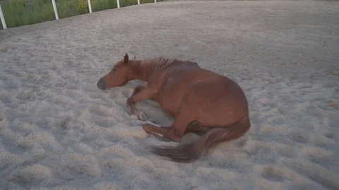 Horse rolling on sand of paddock Stock Footage 117618146