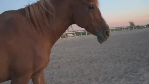 Horse rolling on sand of paddock Stock Footage 117972216
