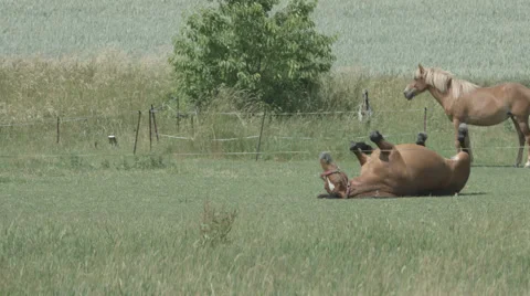 A Horse rolls in the grass in 4K Stock Footage 66448221