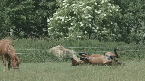 A Horse rolls in the grass in 4K Stock Footage 66451802