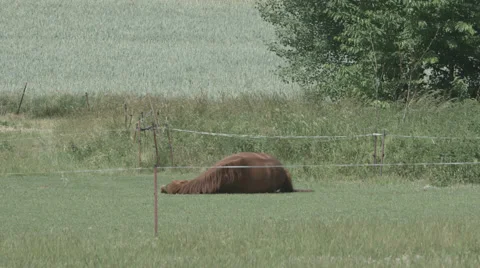 A Horse rolls in the grass in 4K Stock Footage 66454436