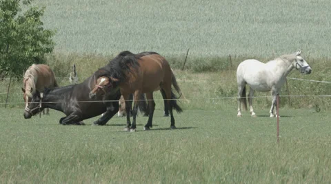 A Horse rolls in the grass in 4K Stock Footage 66456192