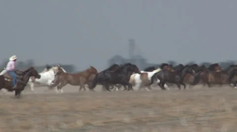 Horse Roundup Stock Footage 36273313
