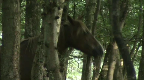 Horse rubbing head Stockbeeldmateriaal 457446