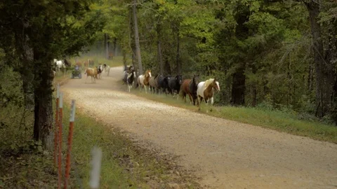 Horse Run Video stock 92227567