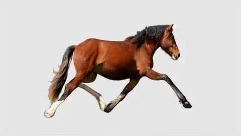 Horse run loop alpha channel cinematic Stock Footage 197473098