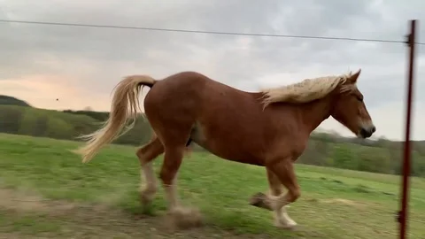 Horse Run in the Summer Evening Stock Footage 110867893