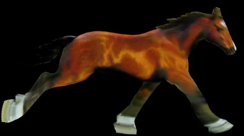 Horse Run1920x1080 Vidéo 1023096