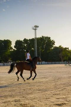 Horse Runing Stock Photos