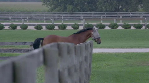 Horse Running in Field Stock-Footage 67391380