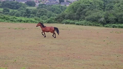 Horse running in the field Video stock 245455119