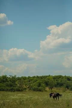 Horse running on the fields Foto stock