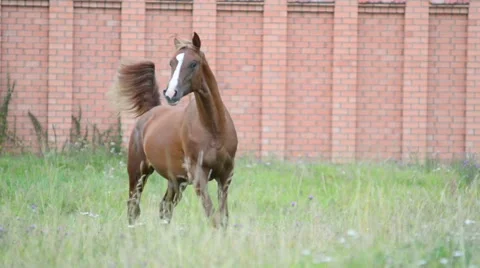 Horse running Stock Footage 54047732
