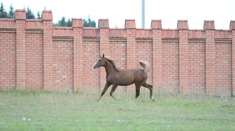 Horse running Stock Footage 54047770