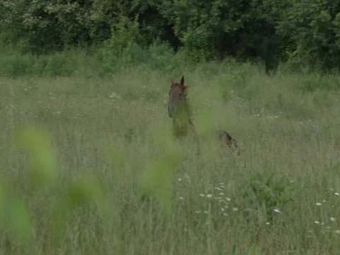 Horse Running Stock Footage 83011367