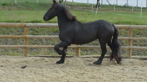 Horse running Stock Footage 86834198