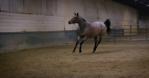 Horse Running Stock Footage 116671603