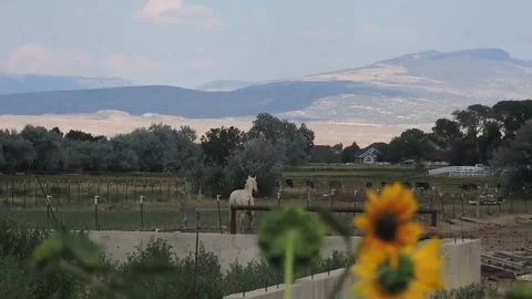Horse Running Stock Footage 150977123