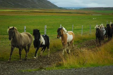 Horse running 写真素材