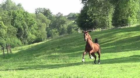 Horse running powerful outside free on meadow Stock Footage 44403340