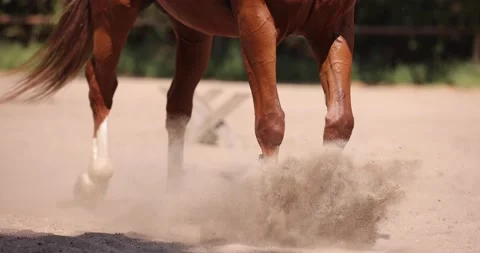 Horse running at the racetrack Video stock 161691246