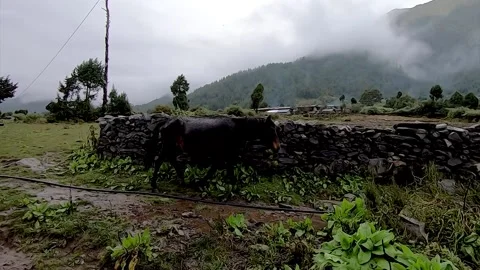 A horse running in the rain Stock Footage 155367194