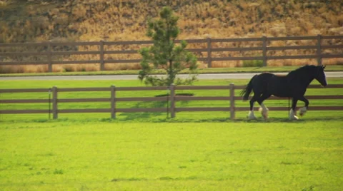 Horse running in ranch Stock Footage 57815640