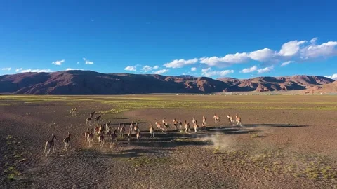 Horse running on the sand Stock-Footage 243020640