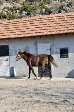 Horse running stable Foto stock