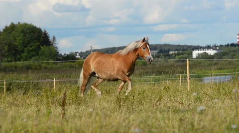 Horse running in sunset field Stock Footage 54047261