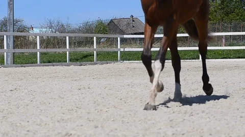 Horse running, view of legs Stock Footage 89745745