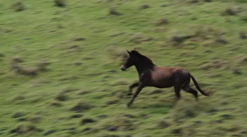 Horse running in the wild Stock Footage 24712256
