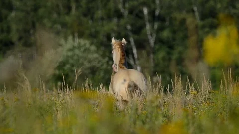 Horse runs away Stock Footage 91191653