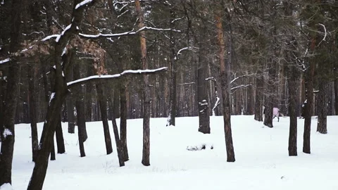 The horse runs through the winter forest Stock Footage 101332007
