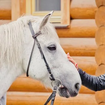 Horse s eye, the woman s hand touches the muzzle. animal assisted therapy.... Stock Photos