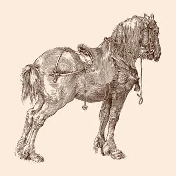 Horse with a saddle. Stock Illustration